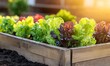 © Anar - Rustic Wooden Raised Bed with Colorful Lettuce and Greens in Organic Vegetable Garden, AI generated illustration