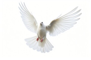 Poster - Animal flying white bird.