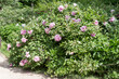 © wasnoch - Pink peony bushes in bloom. Tree Peonies in the Park, outdoor shot.
