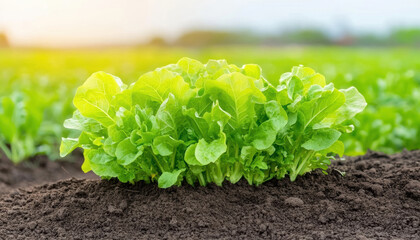 Fresh green lettuce growing in rich soil, symbolizing healthy organic produce and sustainable farming practices. vibrant colors evoke sense of vitality and nourishment