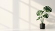 © SKIMP Art - a Monstera plant in a black pot on a white background, front view, white wall, natural lighting Generative AI