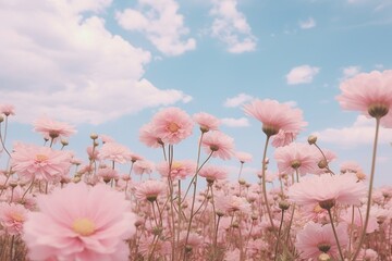 Canvas Print - Pink flowers sky outdoors blossom.