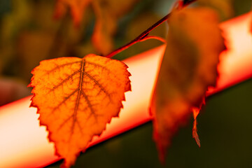 Wall Mural - A leaf is shown in a close up with a red light in the background