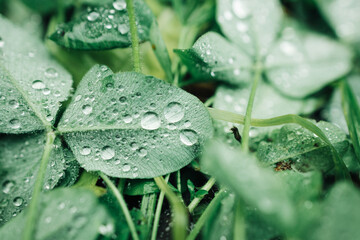 Wall Mural - drops of water on the green leaves of the grass
