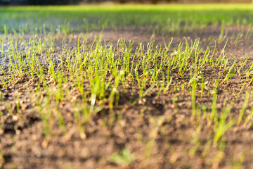 Lush, vibrant green grass seedlings are emerging from the damp soil, symbolizing new growth and renewal in nature