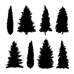 Wall Mural - The black silhouette of the trees is spruce and thuja.