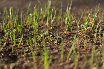 A closeup of vibrant green grass in rich dark soil, symbolizing natures ongoing renewal and vitality