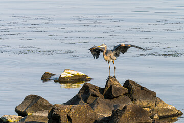 Heron bird on rock island