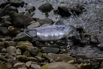 salmon spawning in alaksan river