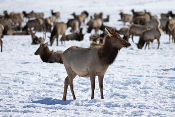 herd of elk in teton national park