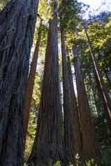 Redwood National and State Park, California