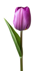 Wall Mural - purple tulip on transparent background