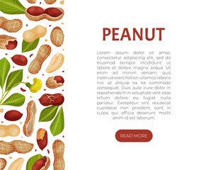 Poster - Peanut Natural Banner Design with Kernel Shell Vector Template