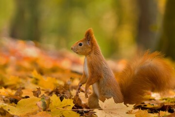 Poster - A cute european red squirrel sits in the autumn leaves. Sciurus vulgaris