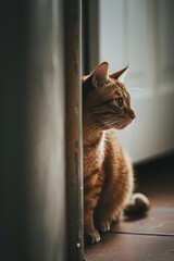 Canvas Print - Cat windowsill animal mammal.