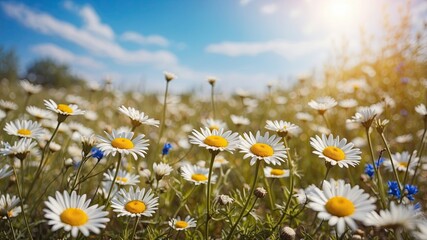 Poster - Blurred background image of Flowering chamomile, Blooming chamomile field, Chamomile flowers on a meadow in summer