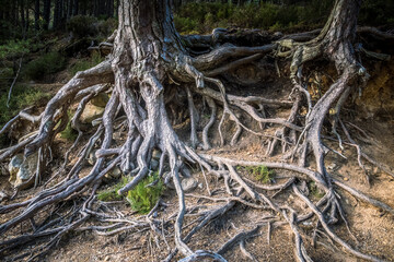 Wall Mural - Glenmore Forest Park is a remnant of the Caledonian Forest near Aviemore