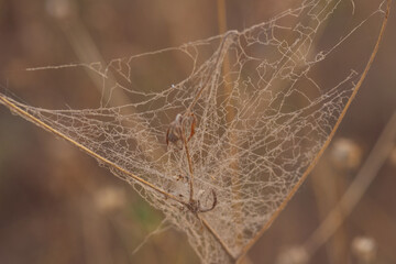 spider web with dew drops