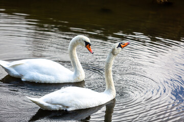 Two swans in a river, Image shows  wild swans part of the Anatidae family drinking water in the Hamble river on a Autumn's day