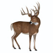 © Catmando - Whitetail Buck - The herbivorous White-tailed deer lives in North and South America and is an abundant species.