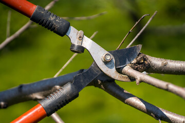 a gardener is cutting tree branches with a big pruner
