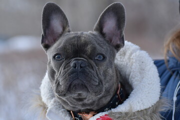 Wall Mural - french bulldog portrait