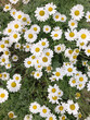 © Tamy - patch of beautiful white daisies close up top view