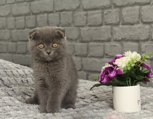 chaton gris avec un bouquet de fleur