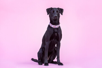 Cute colorful portrait of a female labrador x malinois crossbreed dog in front of pink studio background