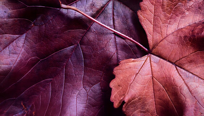 Abstract texture with an autumnal leaf of wild vine in the color Italian plum, luxury