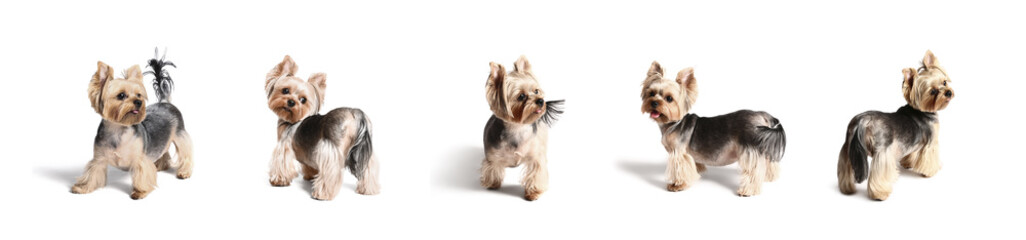 Poster - Set of cute Yorkshire terrier on white background