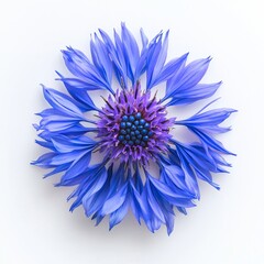 Isolated bachelor button flower with beautiful blue cornflower blooms