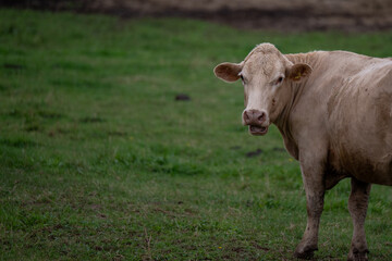 A large tan colored poll bullock. The adult cow is standing in a lush green field of grass. The dairy animal has its head turned as it chews grass and looks forward. Its ears are sticking out.