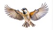 © Indigo Studio - A small bird with a black and white head, a yellow breast, and tan wings is in mid-flight, its wings spread wide and its feathers catching the light.