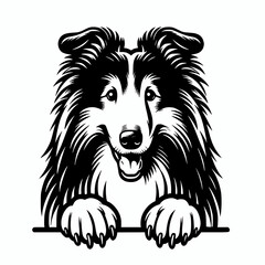 Wall Mural - Vector silhouette illustration of a rough collie dog peeking with front paws on white background