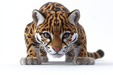 Cute Ocelot: An ocelot crouched low in a stalking pose against a white background