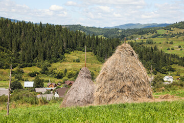 Wall Mural - Piles of hay on green grass on sunny day