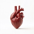 © Aleksandra - Clean and detailed digital illustration of a human heart with labeled arteries and veins isolated on a white background Perfect for use in cardiology advertisements fitness campaigns and medical websi