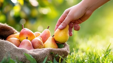 Wall Mural - Fresh pear fruit in sack in orchard farm