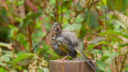 Sticker -  White-whiskered Laughingthrush preening and cleaning