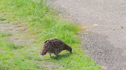 Sticker - Mikado pheasant female on the ground eating