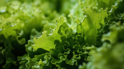 Wall Mural - Close-up of Fresh Green Lettuce Leaves