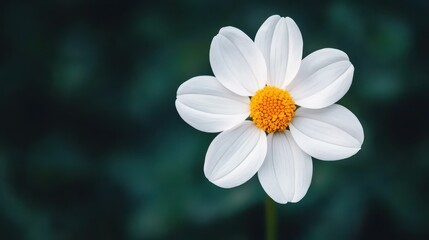 Canvas Print - A stunning white flower blooms with a vibrant yellow center, its beauty enhanced by a soft, blurred backdrop.