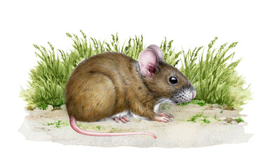 Cute little mouse on a grassy ground illustration. Hand drawn vintage style small rodent animal in natural scene. Small mousy standing on the ground with green grass on background