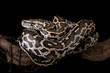 © Agus Gatam - Python molurus bivittatus isolated on black background, Burmese python snake on branch, non-venomous snake