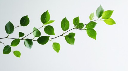 Wall Mural - A branch with green leaves against a white background, emphasizing the freshness and vivid colors of the foliage