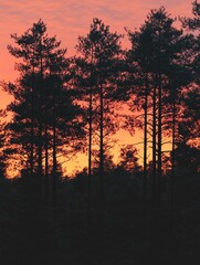 Wall Mural - pine forest silhouette at sunset