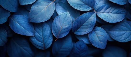 Poster - A close-up of a collection of vibrant blue leaves, creating a stunningly textured backdrop for a variety of design projects.