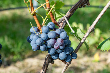 detail of trollinger vine for tasteful red wine