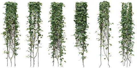 canary ivy or madeira ivy plant for decorate wall, pillar and fence with isolated on transparent bac